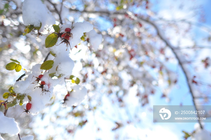 Frozen orchard with fresh snow in the morning sun with leaves and berries