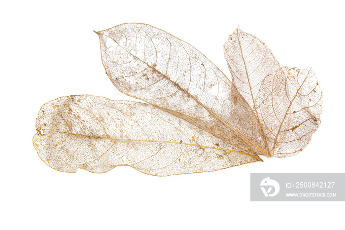 Collection Dry leaves on isolated white textures background. Dried pattern outdoor dead plant branch nature. Leafs flora yellow stem symbol macro old color detail back cover.