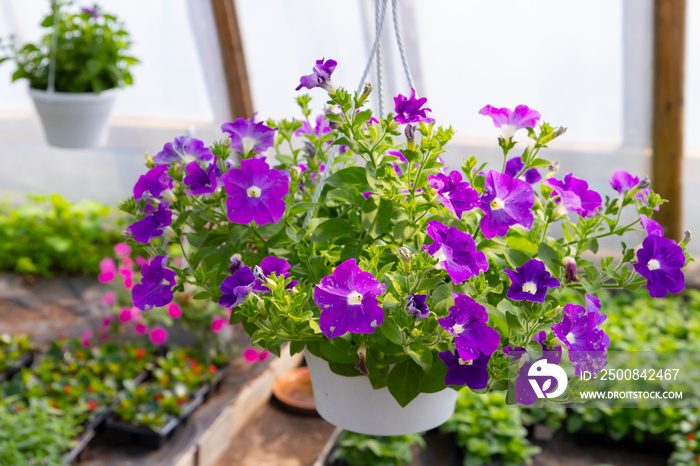 Ornamental flowerpots with purple petunia