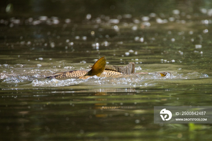 Carp Spawning and Splashing in Shallow Water