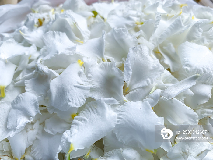 white jasmine petals flowers