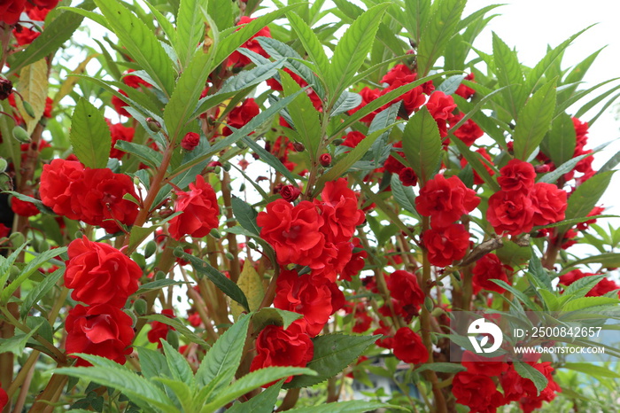 Impatiens balsamina L in a garden