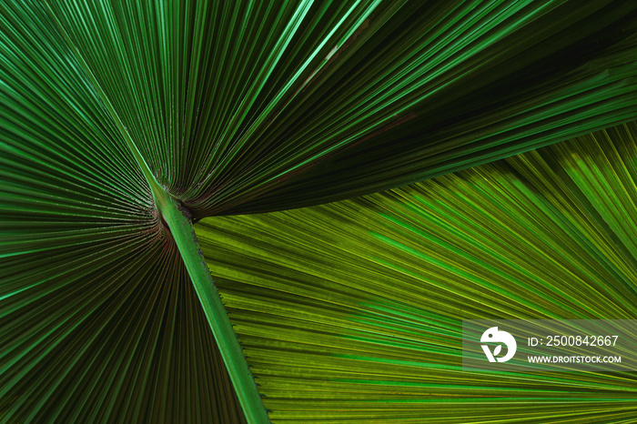 abstract green leaf texture, nature background, tropical leaf