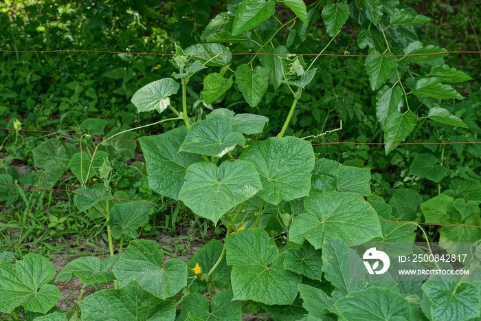 cucumber bush with green stems and large leaves on a wire in the garden