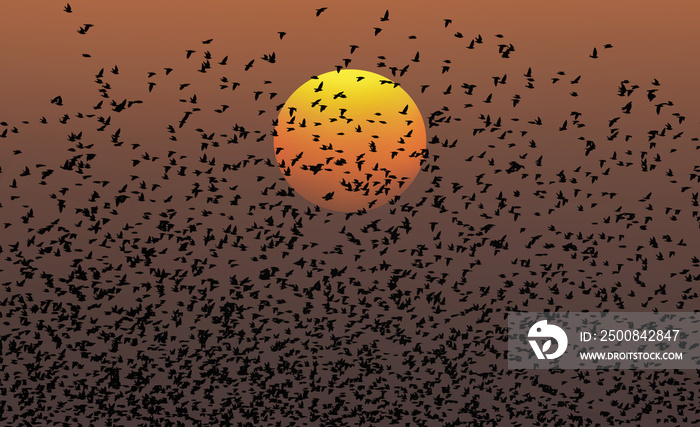Beautiful large flock of starlings at amazing sunset - The natural phenomenon