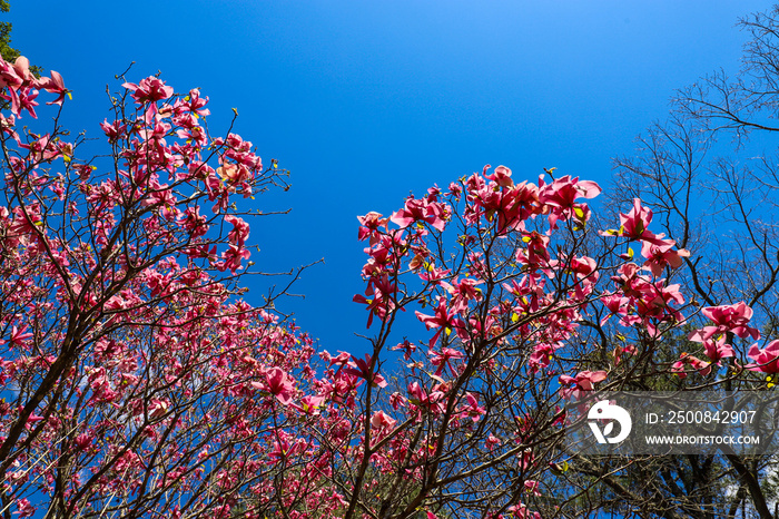 a gorgeous shot of a tree with stunning pink flowers surrounded by lush green trees and bare winter trees with blue sky and clouds  at Smith-Gilbert Gardens in Kennesaw Georgia USA