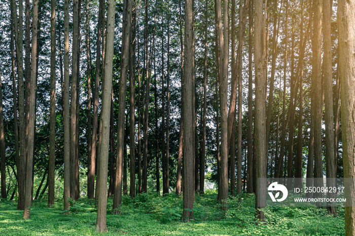 Green natural Hinoki Cypress forest where you can enjoy the summer cool.