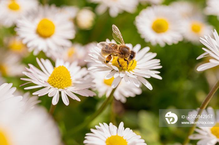 daisies in sunlight with bee on blooming flower. Nature and selective focus close up