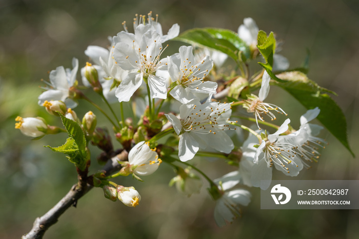 Sweet cherry, Prunus avium