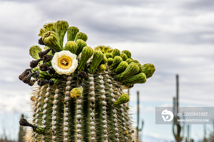 saguaro cactus in bloom