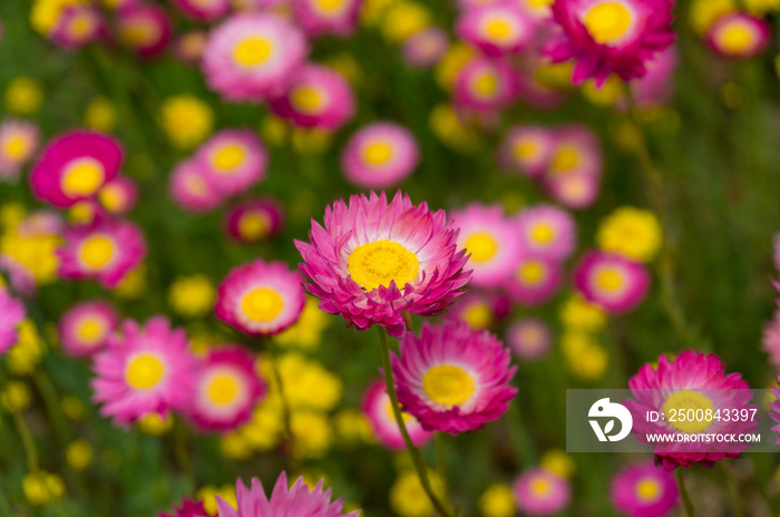 Australian native paper daisy flower field