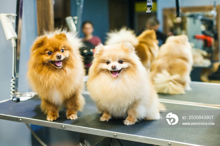 Two trimmed dogs in a beauty salon pose against the background of a mirror.