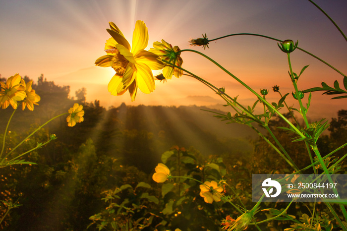 Yellow flowers under the bright morning sun at Punthuk Setumbu, Borobudur, Central Java