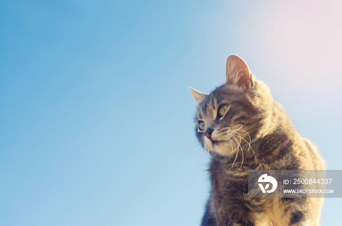 gray cat looks away on a blue background in sunlight. cat in the sky. a pet. beautiful kitten. place for text