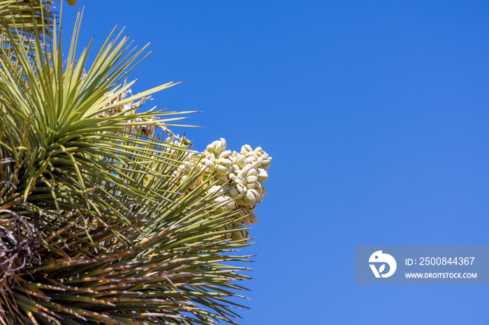 Close up shot of Yucca plant flower against blue sky