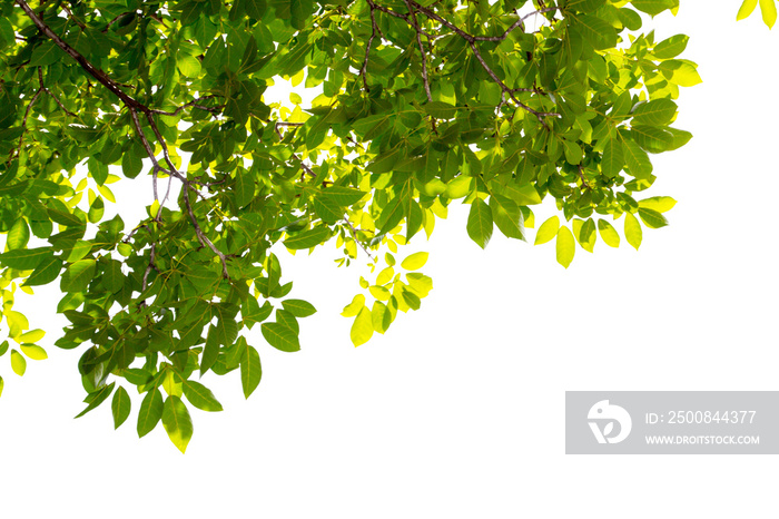 Green leaf and branches on white background