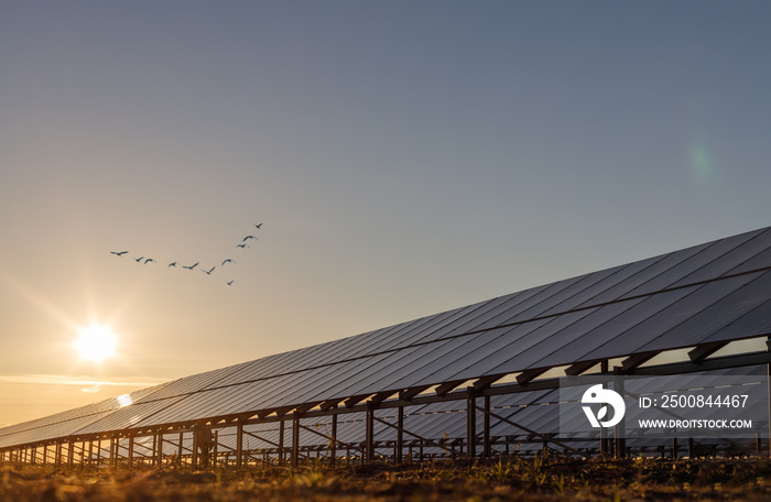 Solar panels on photovoltaic farm, natural light, sunset. Place for texts. The golden hour.