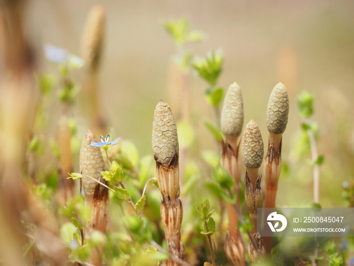 Field horsetail plant in the field of spring.