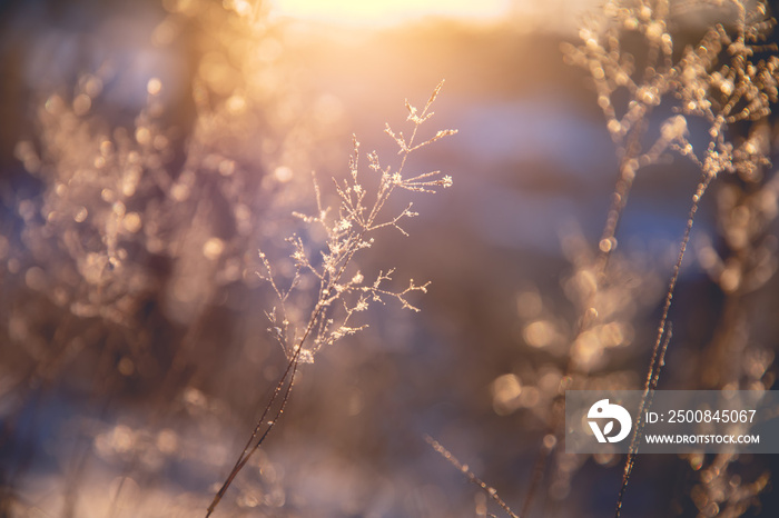 Beautiful winter scenery with close up of frozen hay