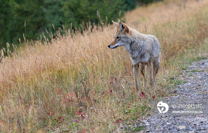 Beautiful wild Coyote on Spray Lakes Road in Kananaskis County of Alberta, Canada