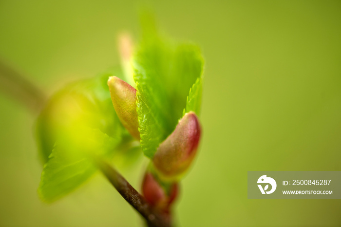 Zarte Blätter der Sommerlinde treiben aus sich öffnenden Knospenschuppen, Close up, selektive Schärfe