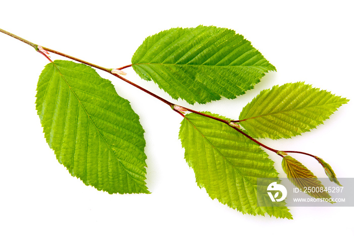 Green beech leaves on branch isolated on white background.