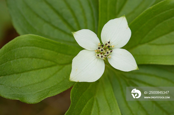 bunchberry dogwood