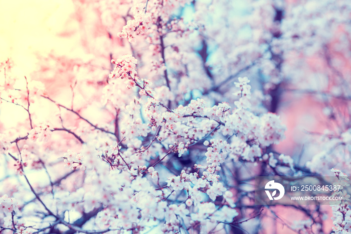 Vintage blossoming orchard. Branches with cherry flowers. Spring nature background