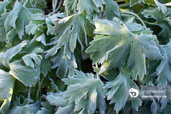 first frost and frozen leaves