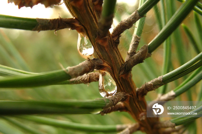 Closeup view of two transparent drops of resin that flow down among the needles on a pine branch against a blurred background. Macro photo of coniferous forest nature. Selective focus