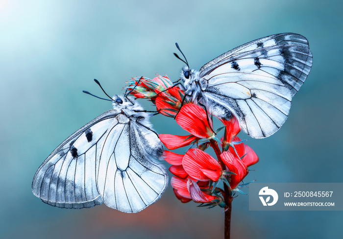 Macro shots, Beautiful nature scene. Closeup beautiful butterfly sitting on the flower in a summer garden.