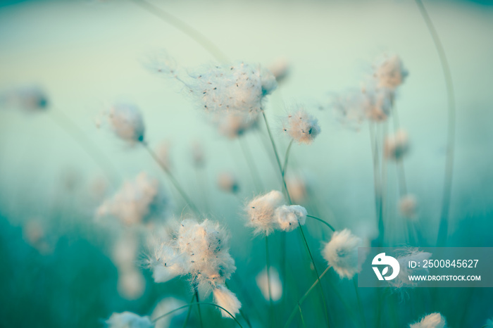 Eriophorum scheuchzeri Hoppe Fineart Natur Blumen kleine Schirmchen