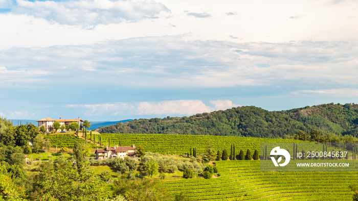 The beautiful vineyard of Collio, Friuli Venezia-Giulia, Italy