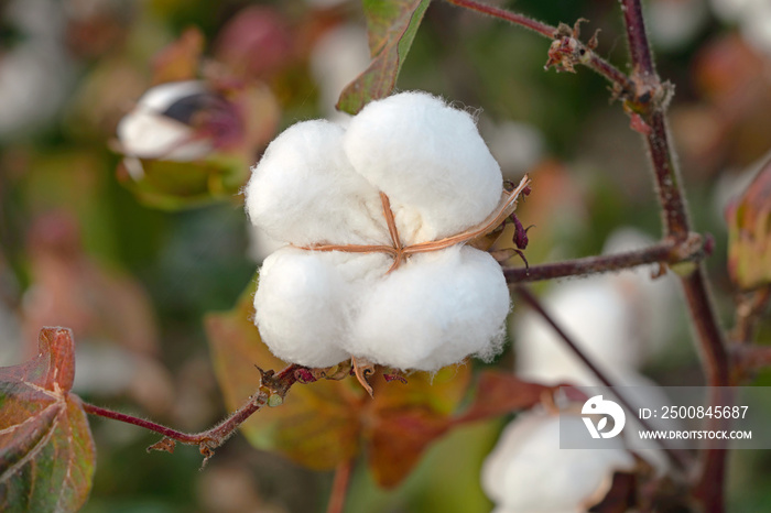 close up of ripe cotton bolls in the field