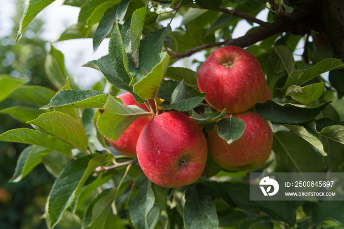 elstar apples in an orchard