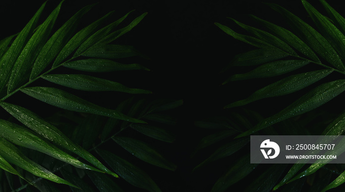 Shaded dark floral background with palm leaves