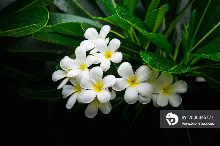 Close up plumeria white flowers wet rain. Adenium Tropical flower, (Frangipani)