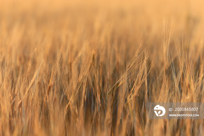 grain harvest background crisis farming