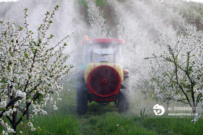 tractor sprays insecticide in cherry orchard agriculture spring season