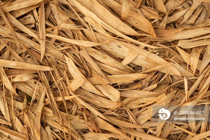 Pile of dry bamboo leaves closeup for background.