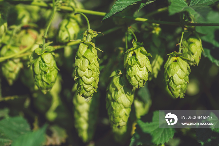 Green ripe hop cones. The concept of making natural fresh beer, brewing. Hop cones