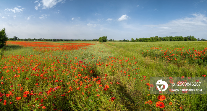 Wheat field and red poppy flowers, Ukraine