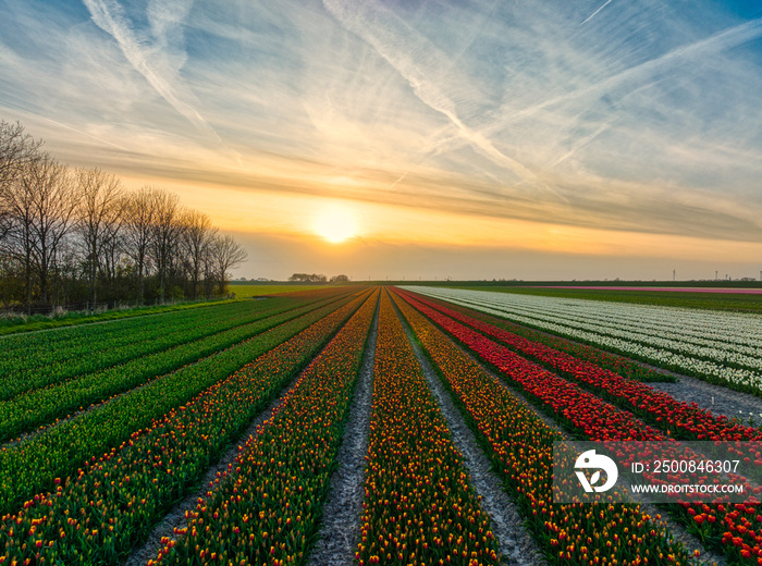 Dutch flower fields during spring - tulips in Holland