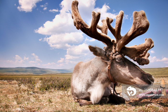 Reindeer sitting on field against sky