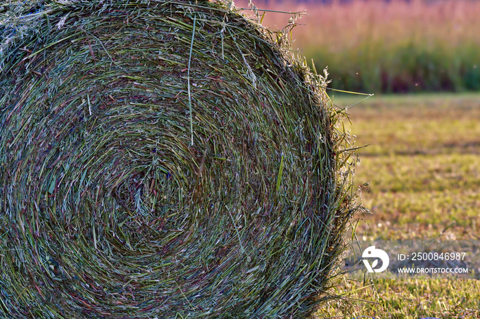 hay bale of straw in the field