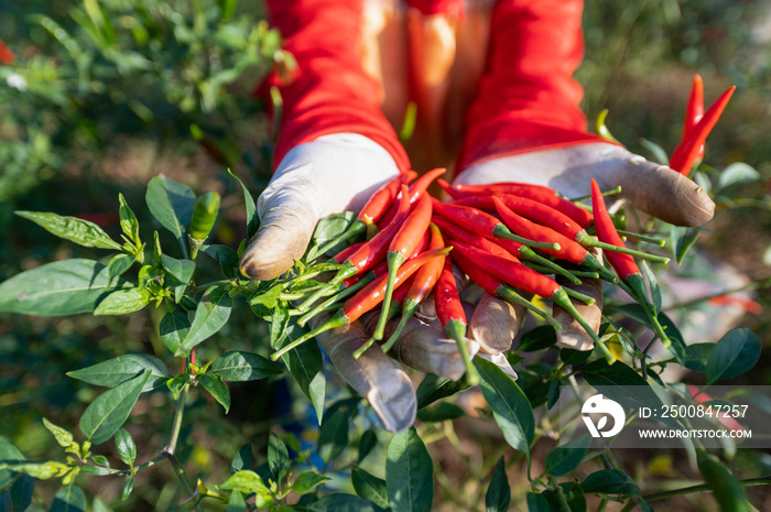 Red pepper agriculture harvesting red peppers in an Asian agricultural chili farm.