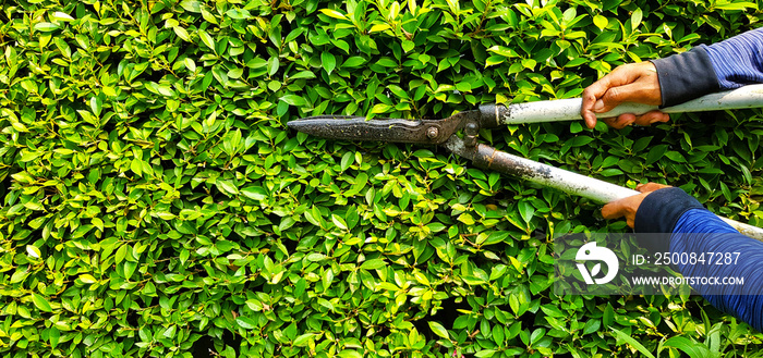 Hand of gardener or worker in blue Long sleeve shirt uniform cutting and decorating branch of tree and green leaves by using branch scissors tool with copy space on left.