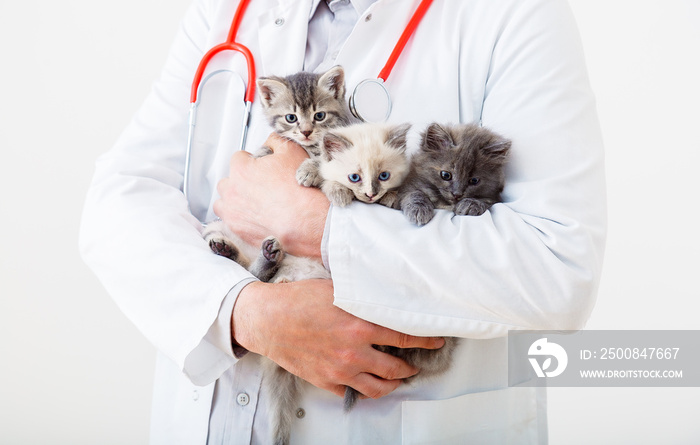 Man vet doctor holding many kittens cats for check health, animal pets check up. 3 Kittens in vet. Doctor hands holding mammal animal cats in veterinary clinic. Little fluffy kittens family group.