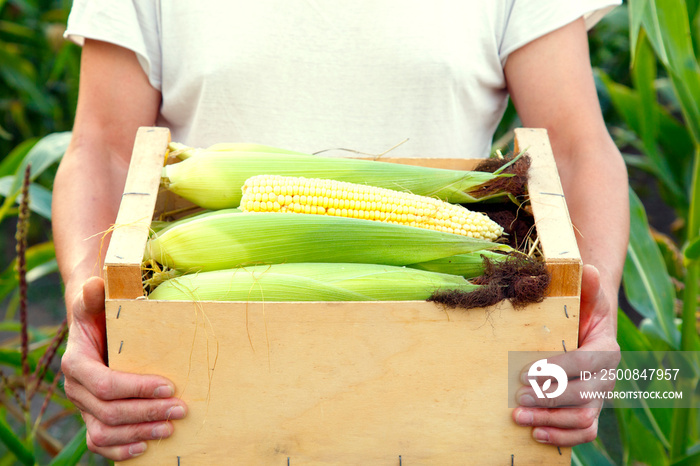 Man’s hands with a box of corn. Farmer’s hands with corn harvest. The concept of food, industry, agriculture.