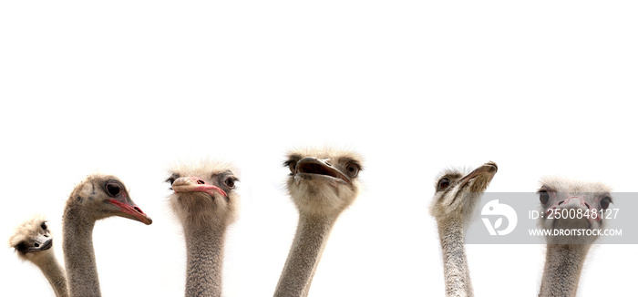 ostriches isolated on white